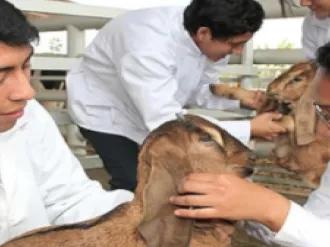 XLII REUNIÓN CIENTÍFICA ANUAL DE LA ASOCIACIÓN PERUANA DE PRODUCCIÓN ANIMAL (APPA-2019)
