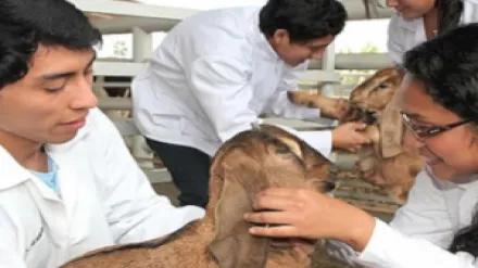 XLII REUNIÃO CIENTÍFICA ANUAL DA ASSOCIAÇÃO PERUANA DE PRODUÇÃO ANIMAL (APPA-2019)